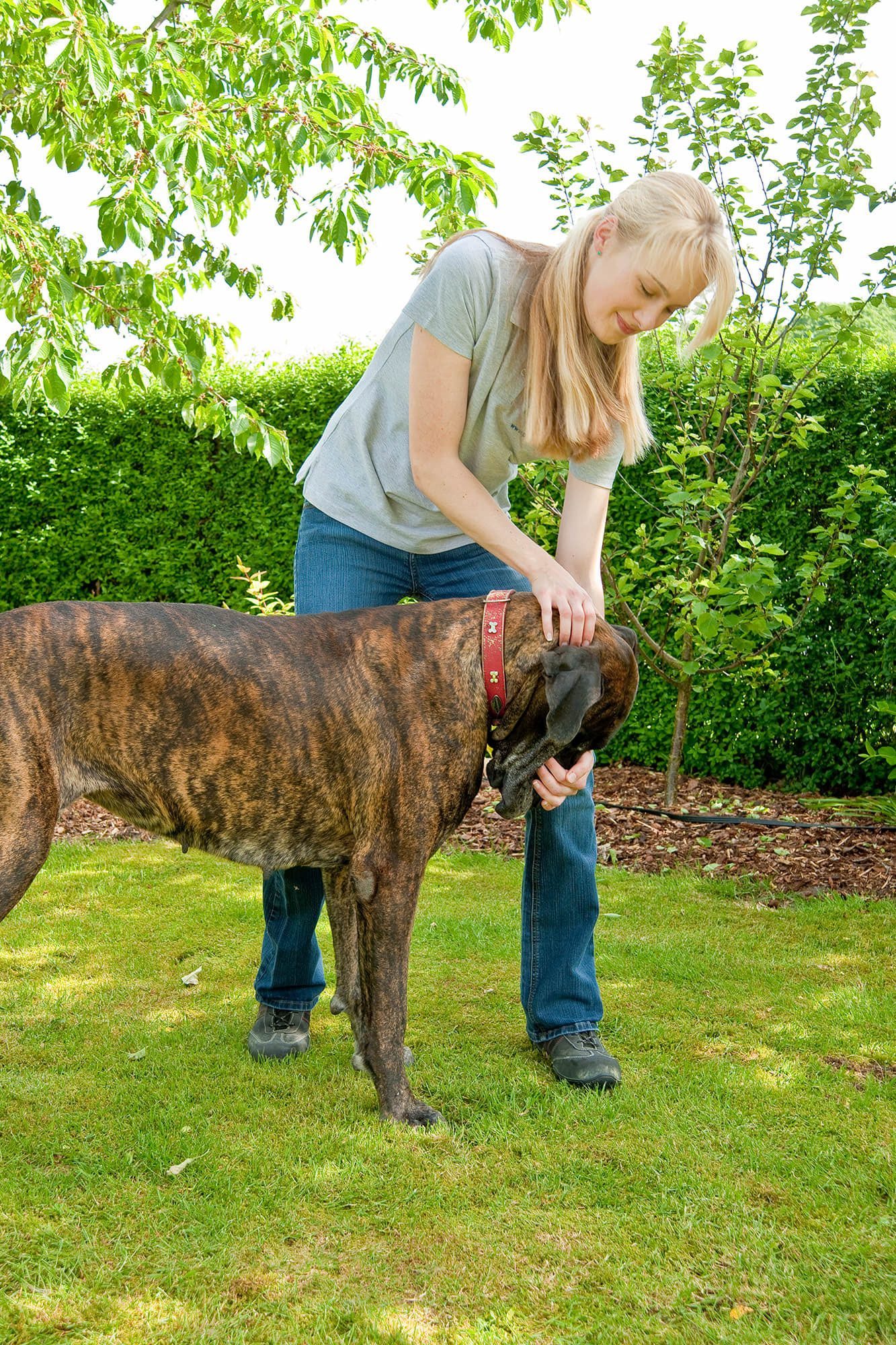 Hilfe-Hund-Tier-Physiotherapeut