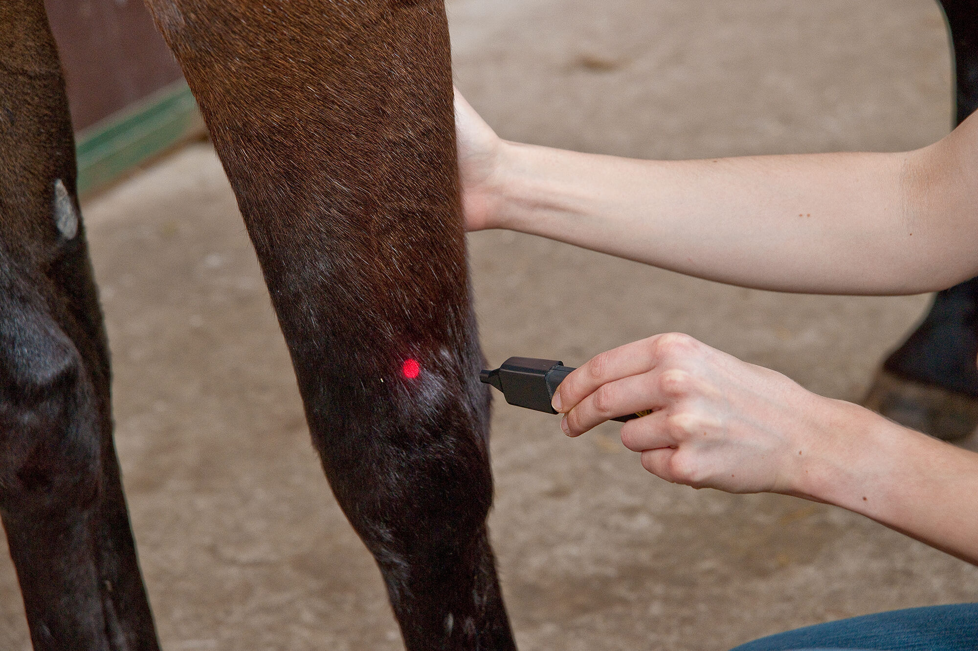 Vortrag zur Physiotherapie, Chiropraktik und Heilpraktik für Pferd und Hund