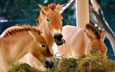 Kräutermischung für Pferde die Husten