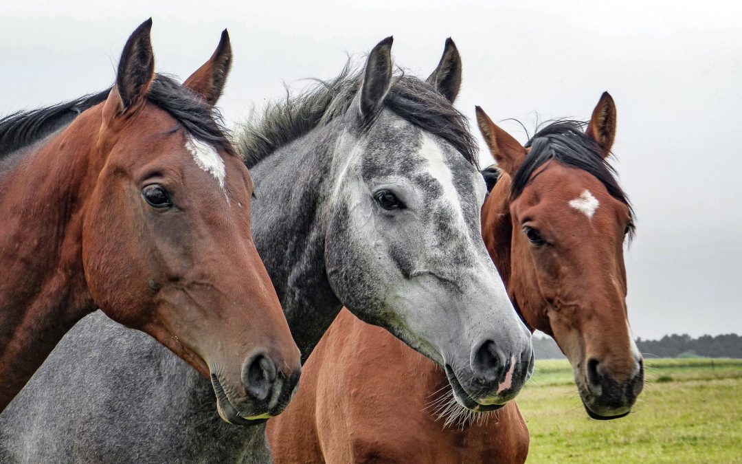 Praxis für Physiotherapie, Chiropraktik und Heilpraktik für Pferde