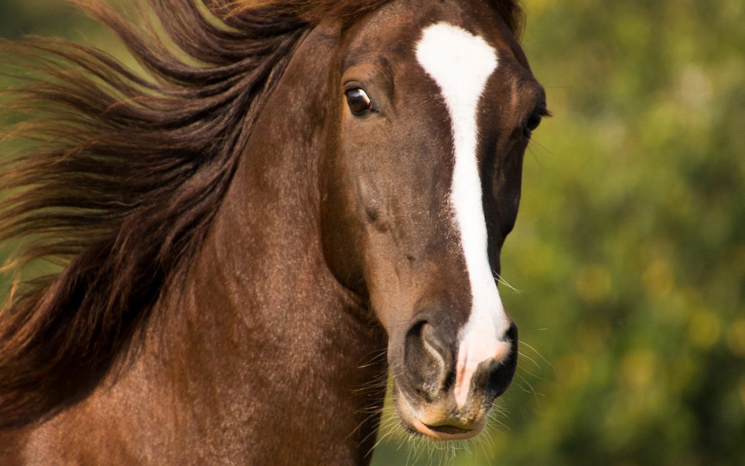 Praxis für Physiotherapie, Chiropraktik und Heilpraktik für Pferde