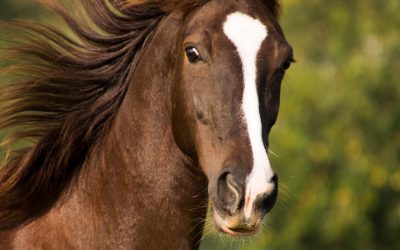 Die Lunge beim Pferd
